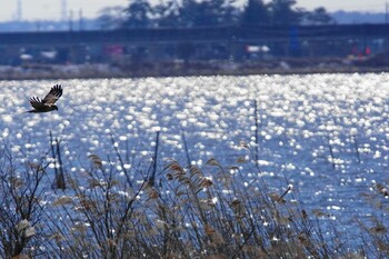 チュウヒ 印旛沼 2022年1月7日(金)