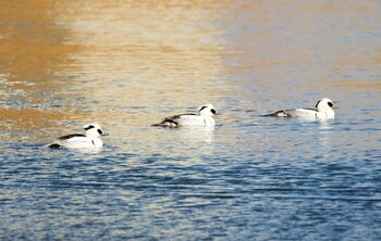 ミコアイサ 新横浜公園 2022年1月27日(木)