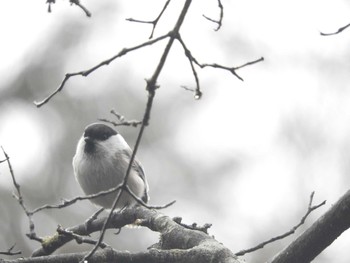 コガラ 西湖野鳥の森公園 2017年4月8日(土)