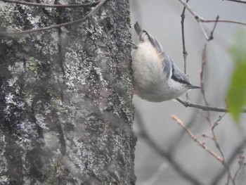 Eurasian Nuthatch 西湖野鳥の森公園 Sat, 4/8/2017