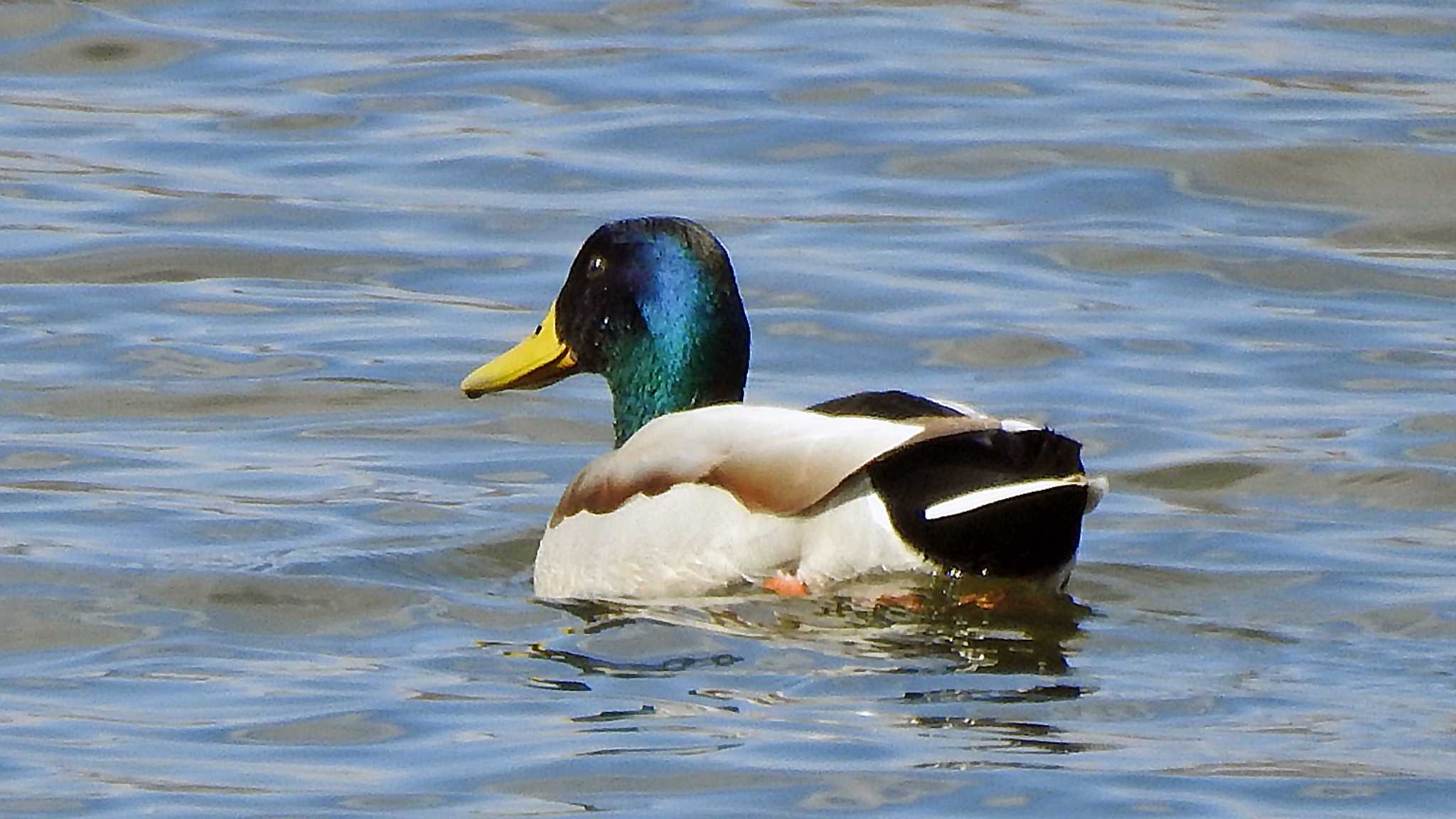 武庫川 マガモの写真 by いしころ