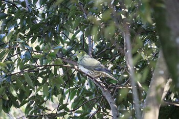 2022年1月27日(木) 旭公園の野鳥観察記録