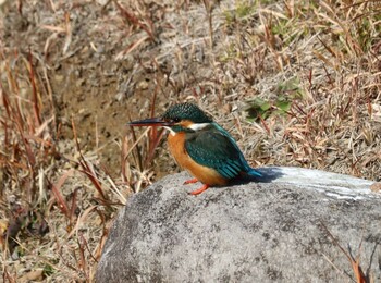 カワセミ 旭公園 2022年1月27日(木)