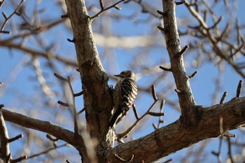 コゲラ 旭公園 2022年1月27日(木)