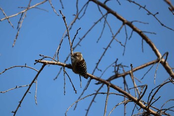 コゲラ 旭公園 2022年1月27日(木)