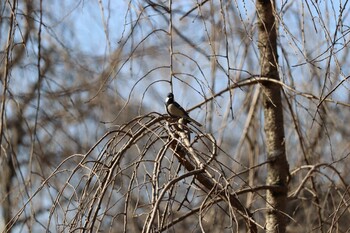 シジュウカラ 旭公園 2022年1月27日(木)