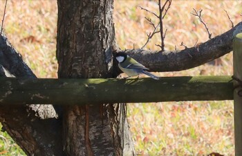 シジュウカラ 旭公園 2022年1月26日(水)