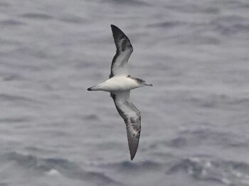 オオミズナギドリ 八丈島航路 2021年6月23日(水)