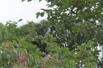 2017年8月13日(日) 三重県民の森の野鳥観察記録