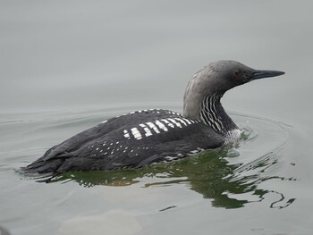 Pacific Loon 彩湖 Sun, 6/6/2021