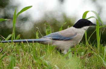 オナガ 舎人公園 2021年6月5日(土)