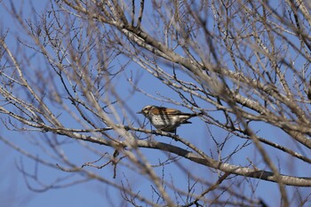 Dusky Thrush 木曽川扶桑緑地公園 Thu, 1/27/2022