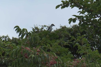 サンショウクイ 三重県民の森 2017年8月13日(日)