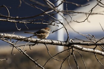 Bull-headed Shrike 木曽川扶桑緑地公園 Thu, 1/27/2022