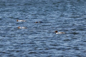 Great Crested Grebe 木曽川扶桑緑地公園 Thu, 1/27/2022