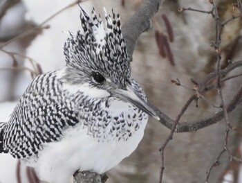 Crested Kingfisher Makomanai Park Thu, 1/20/2022