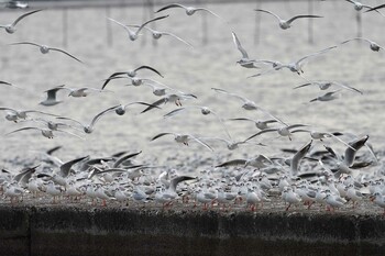 Black-headed Gull Sambanze Tideland Sun, 1/23/2022