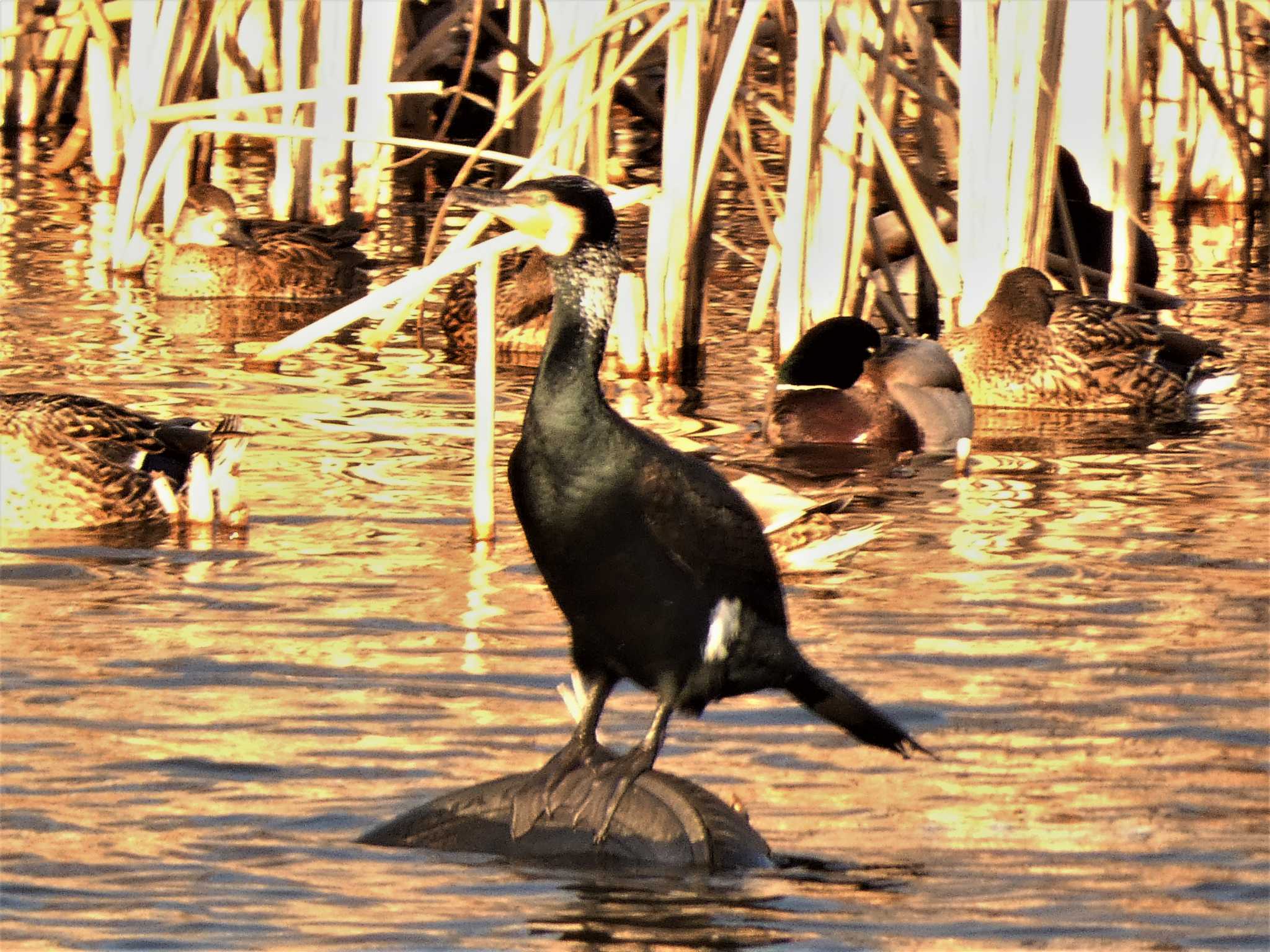 浮島ヶ原 カワウの写真 by koshi