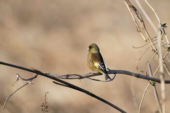 Oriental Greenfinch(kawarahiba) 渡良瀬遊水池 Sat, 1/1/2022