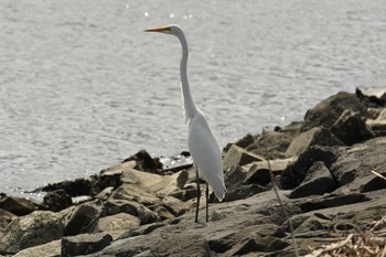 Sun, 8/13/2017 Birding report at Kasai Rinkai Park