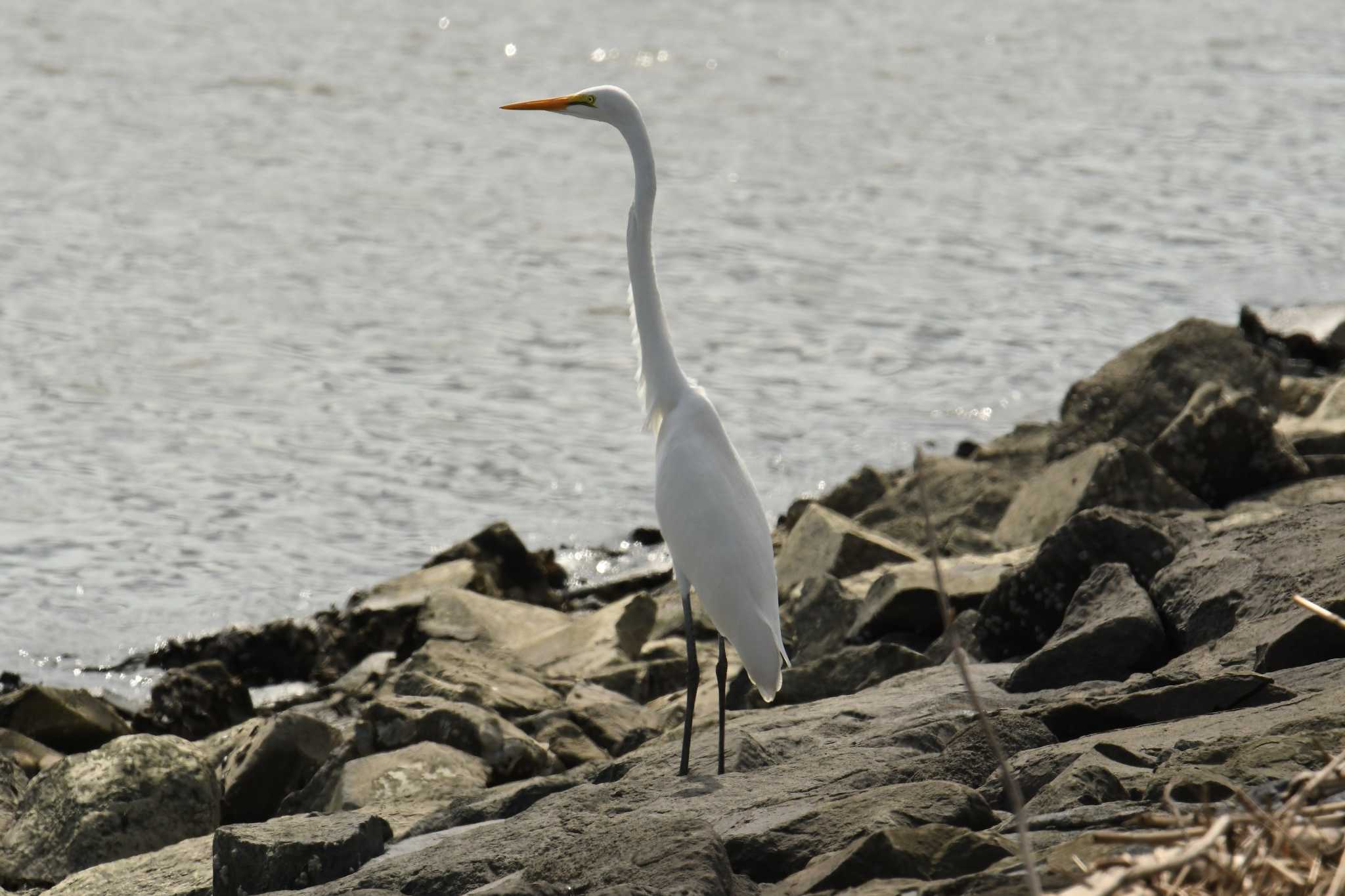 Great Egret