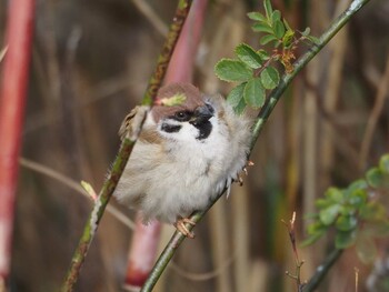 Eurasian Tree Sparrow 淀川河川公園 Thu, 1/27/2022