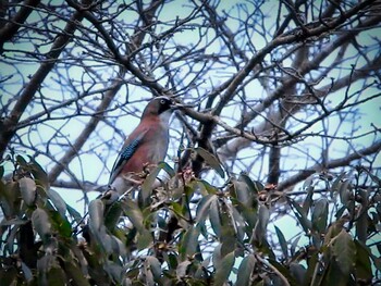 Thu, 1/27/2022 Birding report at 天理ダム風致公園