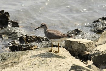 キアシシギ 葛西臨海公園 2017年8月13日(日)