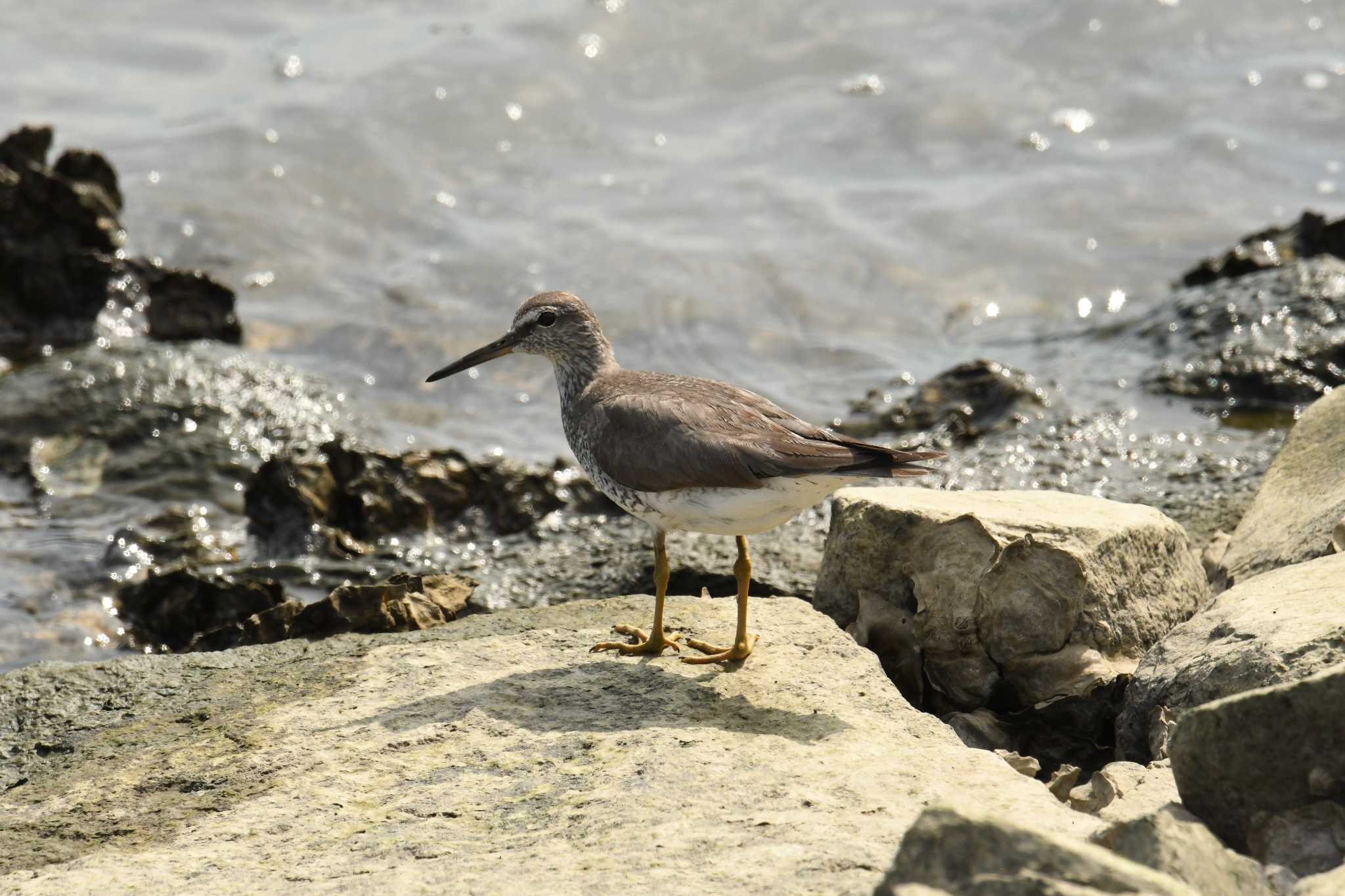 Grey-tailed Tattler