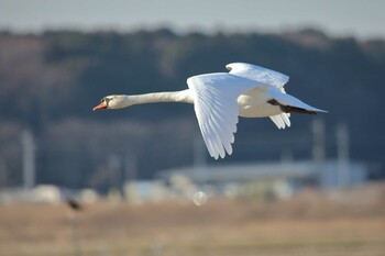 Mute Swan Teganuma Sun, 1/16/2022