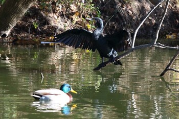 カワウ 明石公園 2021年12月5日(日)