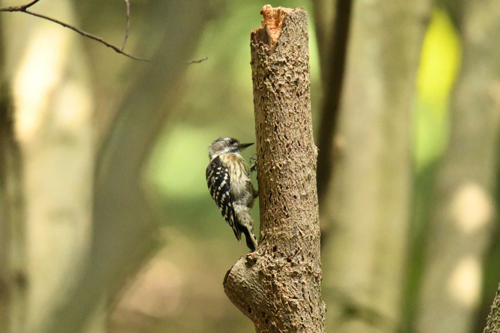 Japanese Pygmy Woodpecker