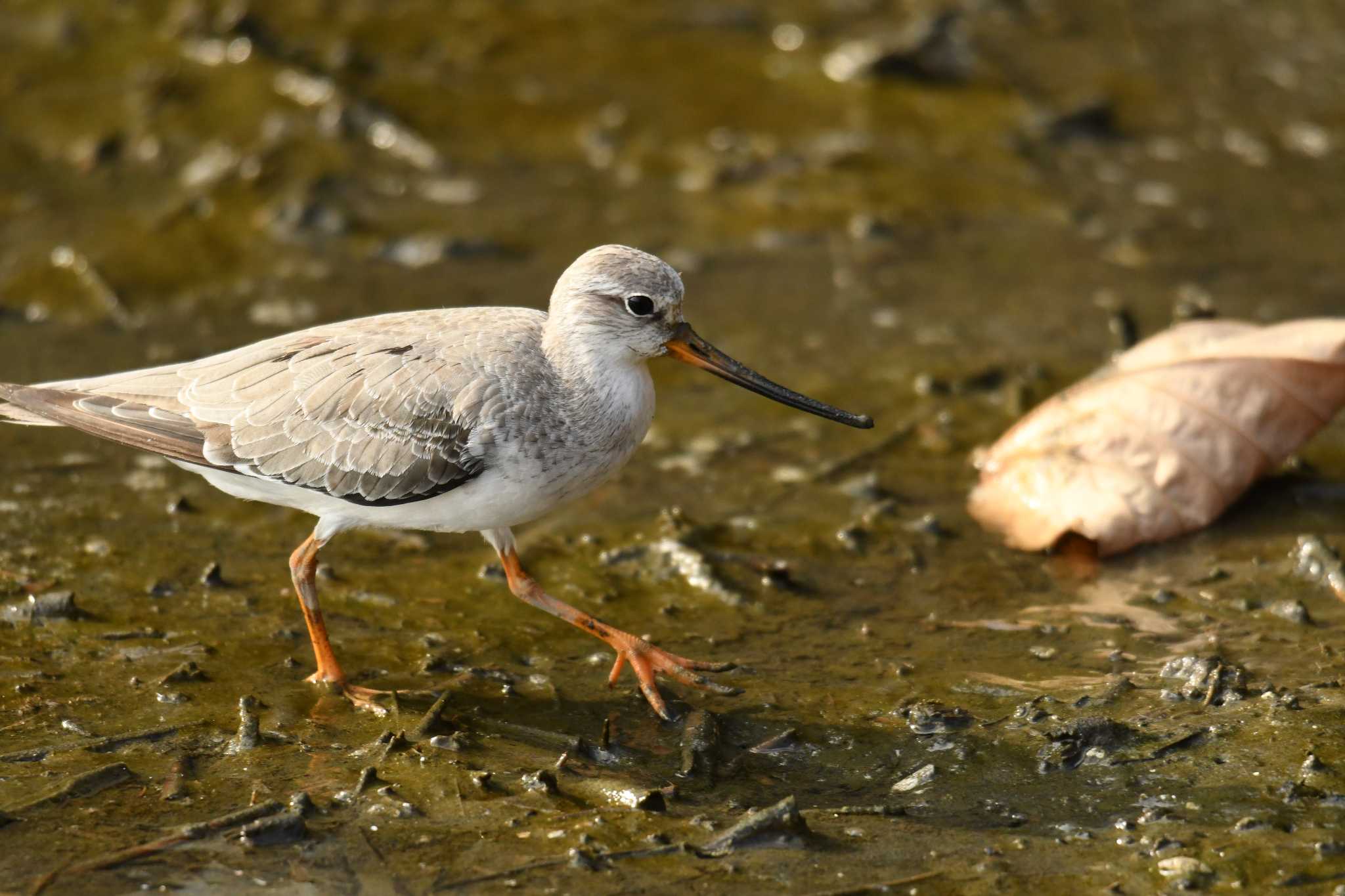 Photo of Terek Sandpiper at Kasai Rinkai Park by あひる