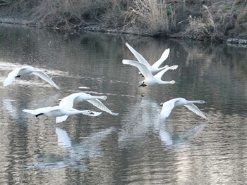 Tundra Swan 越辺川(埼玉県川島町) Fri, 1/28/2022