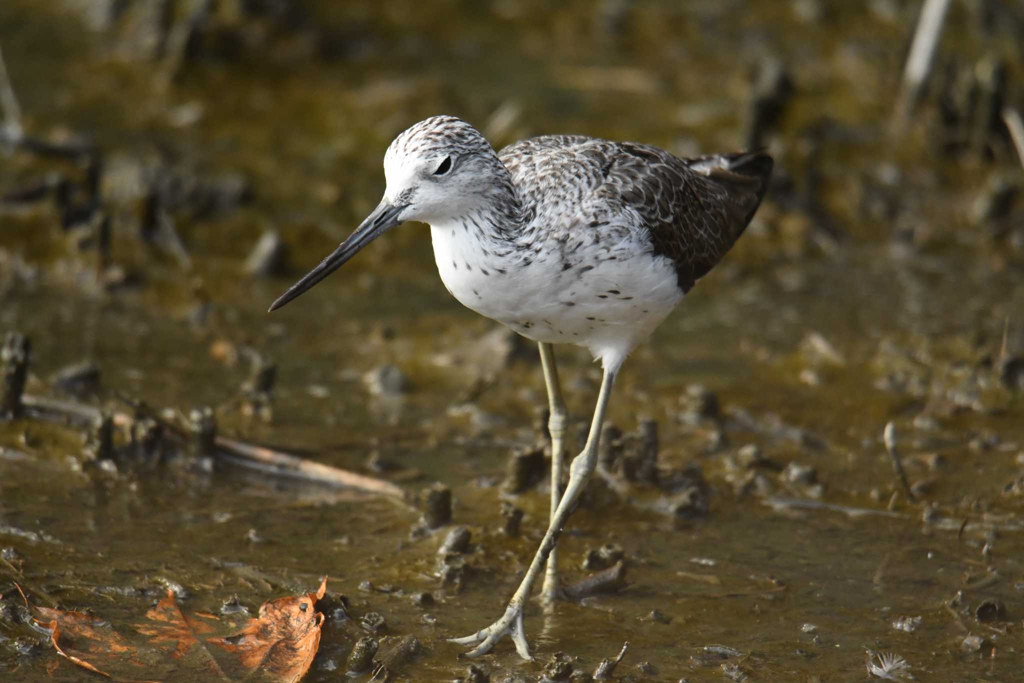 Common Greenshank