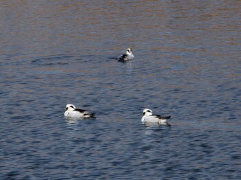 2022年1月27日(木) 新横浜公園の野鳥観察記録