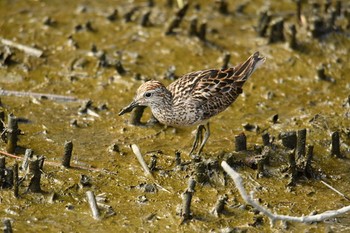 Sharp-tailed Sandpiper Kasai Rinkai Park Sun, 8/13/2017