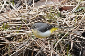 Sun, 1/23/2022 Birding report at Nogawa