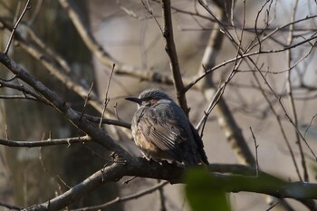 Brown-eared Bulbul 井頭公園 Fri, 1/28/2022