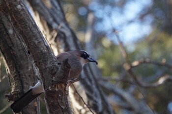 Eurasian Jay 井頭公園 Fri, 1/28/2022