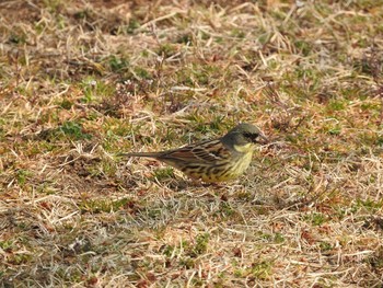 アオジ あきる野市切欠付近秋川 2017年3月19日(日)