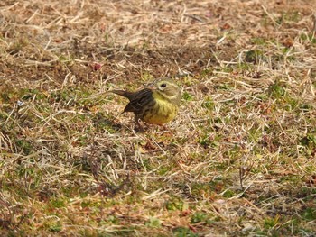 アオジ あきる野市切欠付近秋川 2017年3月19日(日)