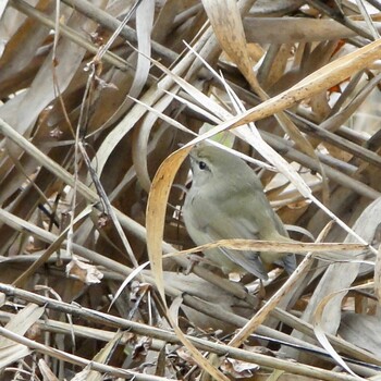 2022年1月28日(金) 座間谷戸山公園の野鳥観察記録