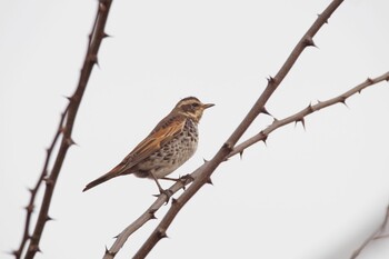 Dusky Thrush 井頭公園 Tue, 1/25/2022