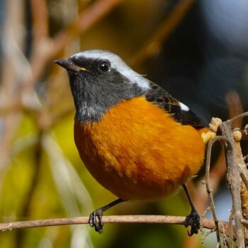 2022年1月28日(金) ロクハ公園(滋賀県草津市)の野鳥観察記録