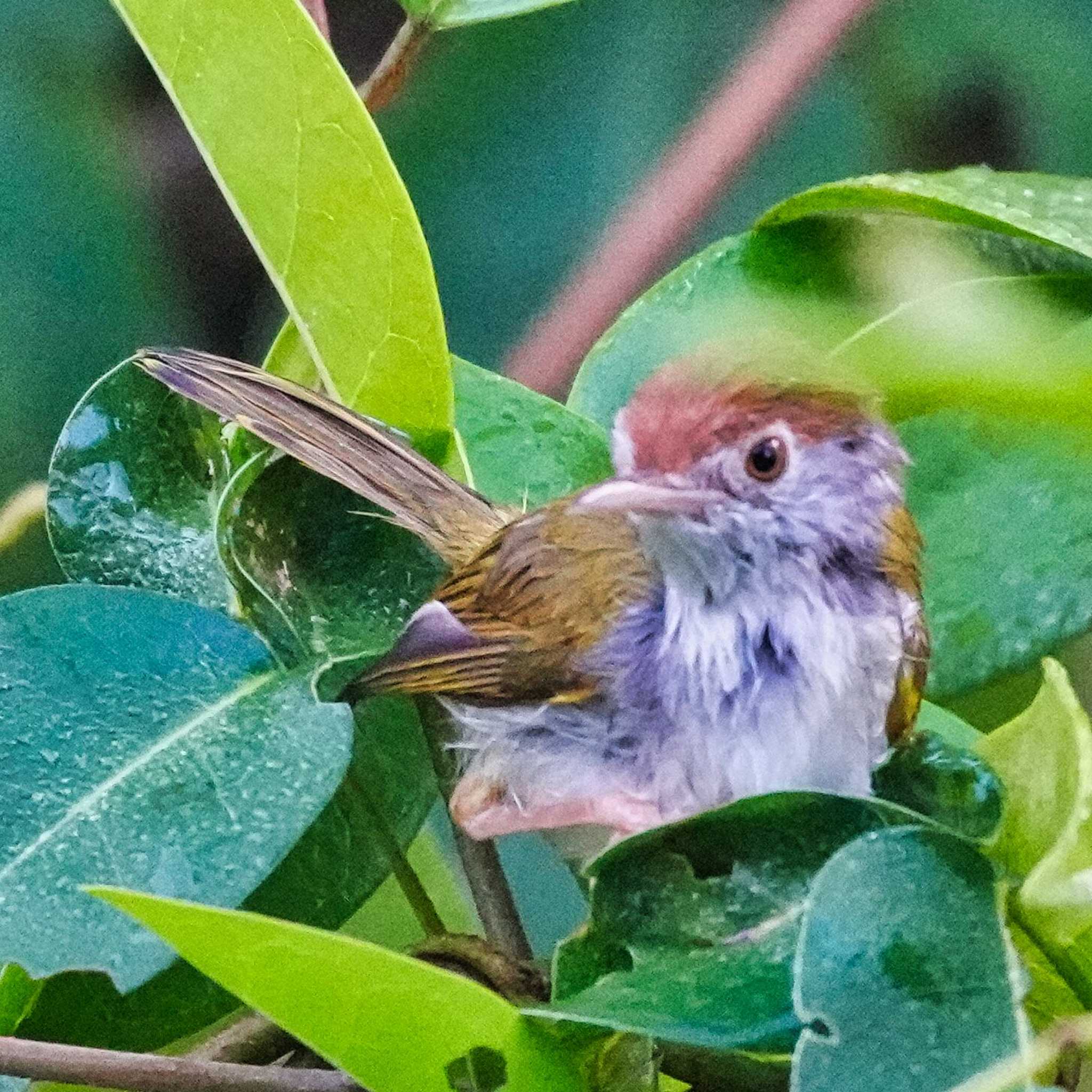 Dark-necked Tailorbird