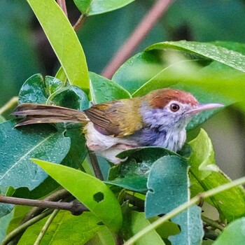 ノドグロサイホウチョウ Phra Chedi Klang Nam(Rayong) 2022年1月24日(月)