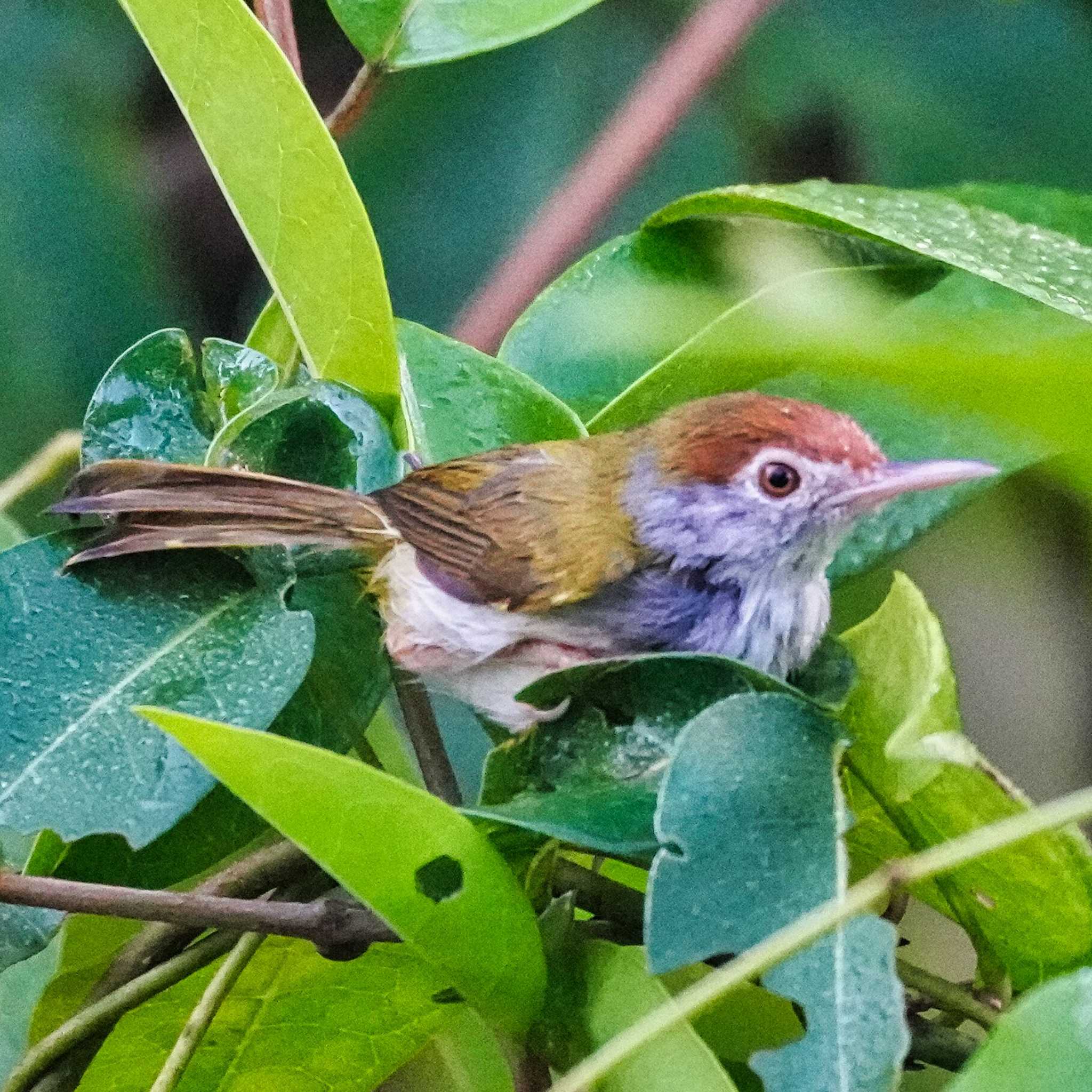 Phra Chedi Klang Nam(Rayong) ノドグロサイホウチョウの写真 by span265