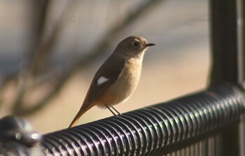 Daurian Redstart Mizumoto Park Fri, 1/28/2022