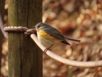 2022年1月28日(金) 薬師池公園の野鳥観察記録